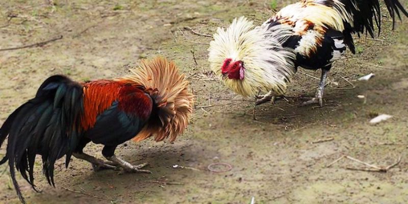 Đá Gà Tre - Sân Chơi J88 Những Trận Cầu Đỉnh Cao, Mãn Nhãn