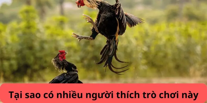 Đá Gà J88 – Cá Cược Đỉnh Cao Cho Người Đam Mê Đá Gà 6 Tính minh bạch và cuống hút là điểm hấp dẫn của Đá gà J88